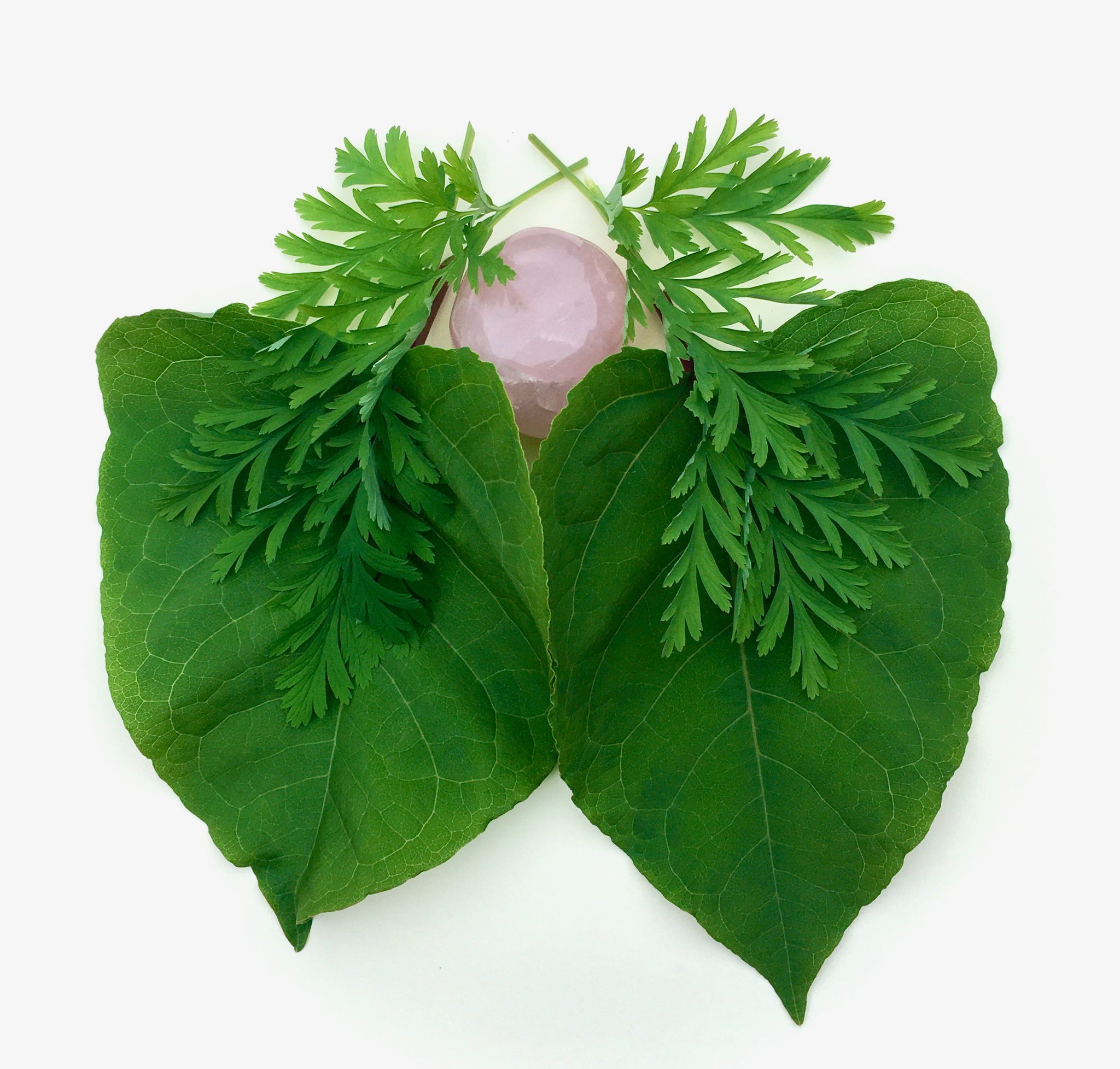 A rose quartz heart, surrounded by lungs made of  gentle Bleeding Heart leaves and large soft Japanese Knotweed leaves. 